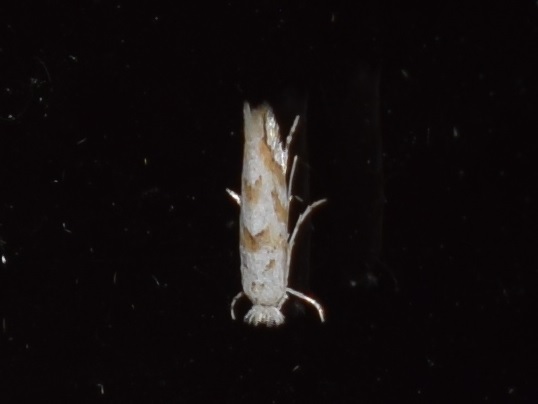 Phyllonorycter sagitella (Gracillariidae)?